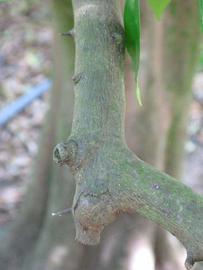              Second - third year twig (Winter Haven, FL)       