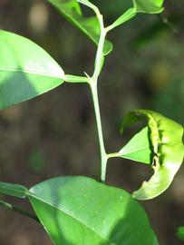            First year twig (Winter Haven, FL)   