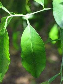              Unifoliolate leaf (Winter Haven, FL)       