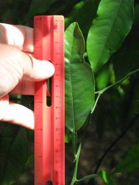              Unifoliolate leaf (Winter Haven, FL)       