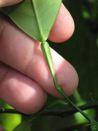              Petiole (Winter Haven, FL)       