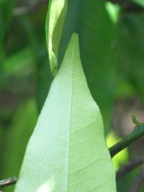              Margin (Winter Haven, FL)       