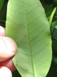              Margin (Winter Haven, FL)       