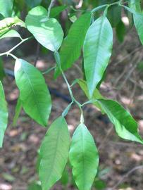              Shade leaves (Winter Haven, FL)       