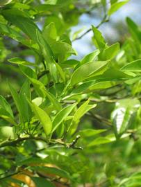              Sun leaves (Winter Haven, FL)       