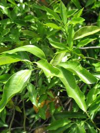             Sun leaves (Winter Haven, FL)       