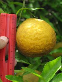            Fruit (Winter Haven, FL)   