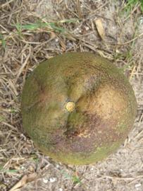              Fruit (Winter Haven, FL)       