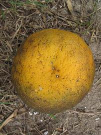              Fruit (Winter Haven, FL)       