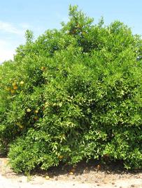            Habit (Riverside, CA)   