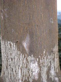            Bark (Riverside, CA)   