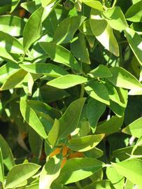              Sun leaves (Riverside, CA)       