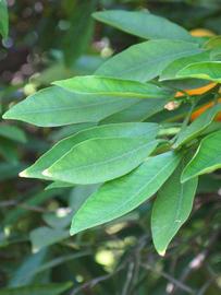              Shade leaves (Riverside, CA)       