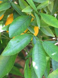              Shade leaves (Riverside, CA)       