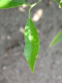              Unifoliolate leaf (Riverside, CA)       