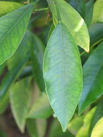              Unifoliolate leaf (Riverside, CA)       