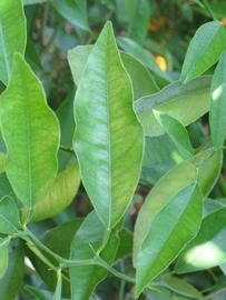              Unifoliolate leaf (Riverside, CA)       