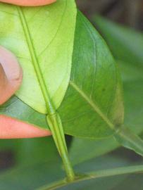              Petiole (Riverside, CA)       