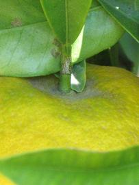            Fruit (Riverside, CA)   