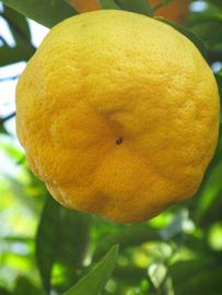            Fruit (Riverside, CA)   