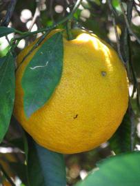            Fruit (Riverside, CA)   