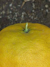            Fruit (Riverside, CA)   