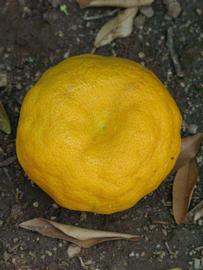            Fruit (Riverside, CA)   