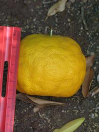            Fruit (Riverside, CA)   