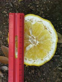            Fruit cross-section (Riverside, CA)   