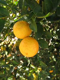              Fruit (Winter Haven, FL)       