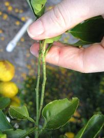              First year twig (Winter Haven, FL)       