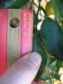              Unifoliolate leaf (Winter Haven, FL)       