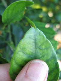              Margin (Winter Haven, FL)       