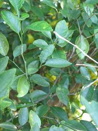              Shade leaves (Winter Haven, FL)       