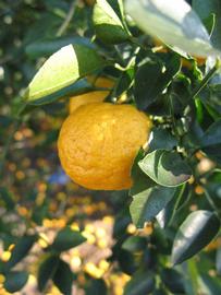              Fruit (Winter Haven, FL)       