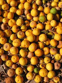              Fruit (Winter Haven, FL)       