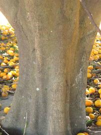              Bark (Winter Haven, FL)       