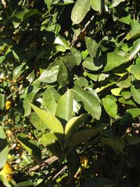            Sun leaves (Winter Haven, FL)   