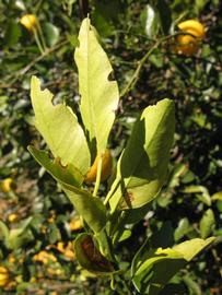            Sun leaves (Winter Haven, FL)   