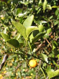            Sun leaves (Winter Haven, FL)   