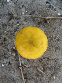              Fruit (Winter Haven, FL)       