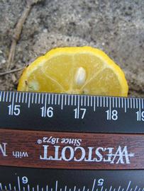              Fruit cross-section (Winter Haven, FL)       