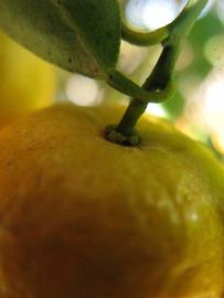              Fruit (Winter Haven, FL)       