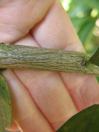              Second - third year twig (Winter Haven, FL)       