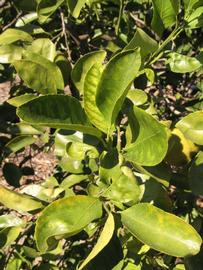            Sun leaves (Winter Haven, FL)   