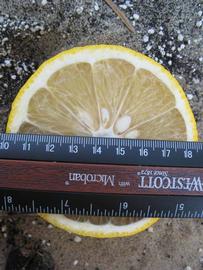              Fruit cross-section (Winter Haven, FL)       