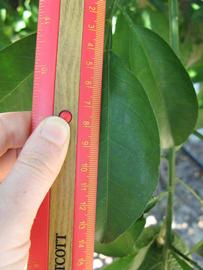              Unifoliolate leaf (Winter Haven, FL)       