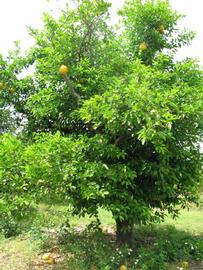            Habit (Winter Haven, FL)   