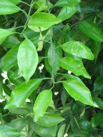              Shade leaves (Winter Haven, FL)       