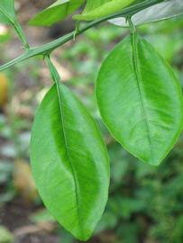              Shade leaves (Winter Haven, FL)       